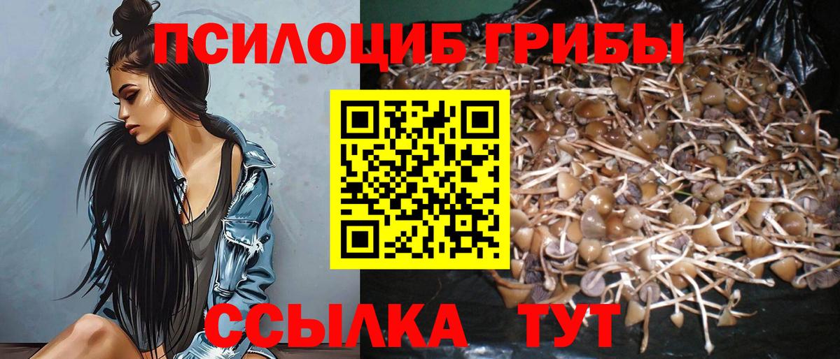 Псилоцибиновые грибы Psilocybine cubensis Лесозаводск
